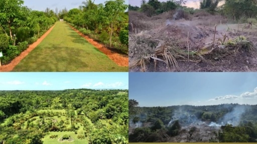Le Jardin Botanique des Cayes détruit après un conflit foncier, 20 ans de patrimoine écologique anéantis
